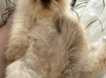 Scottie - Persian Kitten For Sale - 