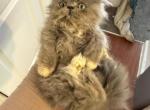 Bluey - Persian Kitten For Sale - Lewisville&comma; TX&comma; US