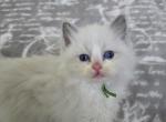 Afroditedolls Chili - Ragdoll Kitten For Sale - 