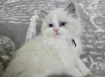 Afroditedolls Garlic - Ragdoll Kitten For Sale - 