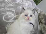 Afroditedolls Curry - Ragdoll Kitten For Sale - 