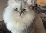 Fitzwilliam - Persian Cat For Adoption - Shoreline&comma; WA&comma; US