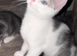 Kittys - Domestic Kitten For Adoption - Revere&comma; MA&comma; US