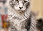 Maine Coon black silver tabby - Maine Coon Kitten For Sale - Grant Valkaria&comma; FL&comma; US