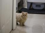 Honey - Scottish Straight Kitten For Sale