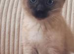 Seal point male - Siamese Kitten For Sale - Rolling Meadows&comma; IL&comma; US