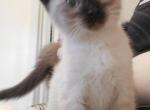 Seal point males and females - Siamese Kitten For Sale - Rolling Meadows&comma; IL&comma; US