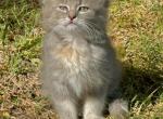 gray kitten - Domestic Kitten For Sale - Auburn&comma; WA&comma; US