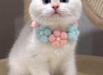 Dede - British Shorthair Kitten For Sale - Queens&comma; NY&comma; US