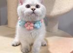JJ - Munchkin Kitten For Sale - 