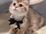 DD - Munchkin Kitten For Sale - 
