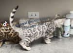 Bengal kitten  Male - Bengal Kitten For Sale - 
