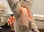 Dollface Petite Persian Kittens - Persian Kitten For Sale - Liberty Lake&comma; WA&comma; US