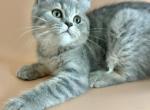 Moonlight - British Shorthair Kitten For Sale - Aliso Viejo&comma; CA&comma; US