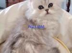 Purebred Silver Chinchilla Persian Kittens - Persian Kitten For Sale - Liberty Lake&comma; WA&comma; US