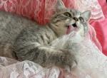 Leo - British Shorthair Kitten For Sale - 