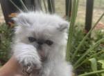 Himalayan persian kittens - Persian Kitten For Sale - Thornton&comma; CO&comma; US