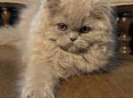 precious pearl - Persian Kitten For Sale - Mora&comma; NM&comma; US