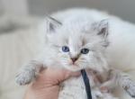George - Siberian Kitten For Sale - Brookville&comma; OH&comma; US