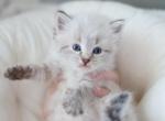 Griff - Siberian Kitten For Sale - Brookville&comma; OH&comma; US