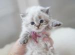 Greta - Siberian Kitten For Sale - Brookville&comma; OH&comma; US