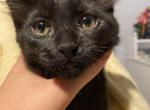 Bombay - Bombay Kitten For Sale - Benjamin&comma; UT&comma; US
