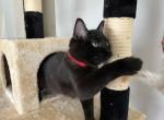 GODIVA RAGDOLL KITTEN - Ragdoll Kitten For Sale - 