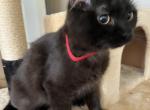 GODIVA RAGDOLL KITTEN - Ragdoll Kitten For Sale - Warren&comma; OH&comma; US