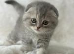 Tabby Gray Scottish Fold female - Scottish Fold Kitten For Sale - Celebration&comma; FL&comma; US