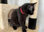 KAHLUA RAGDOLL KITTEN - Ragdoll Kitten For Sale - Warren&comma; OH&comma; US