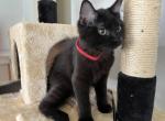 KAHLUA RAGDOLL KITTEN - Ragdoll Kitten For Sale - Warren&comma; OH&comma; US