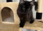 KAHLUA RAGDOLL KITTEN - Ragdoll Kitten For Sale - Warren&comma; OH&comma; US