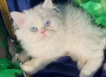 Beautiful white blue eyes dollface persian male - Persian Kitten For Sale - CA&comma; US