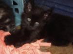 Maine Coon Polydactyl kittens - Maine Coon Kitten For Sale - Adolphus&comma; KY&comma; US