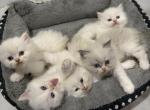 Ragdoll kittens - Ragdoll Kitten For Sale - Dearborn&comma; MI&comma; US