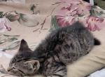 unnamed - Domestic Kitten For Sale - Lodi&comma; NJ&comma; US