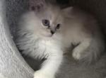 Minka kittens - Persian Kitten For Sale - Ellington&comma; CT&comma; US
