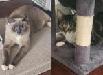 Wasabi and chaos - Domestic Cat For Adoption - Redondo Beach&comma; CA&comma; US