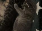 Lenora litter - Bengal Kitten For Sale - Ackworth&comma; IA&comma; US