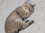 Tigris - British Shorthair Kitten For Sale - Pearland&comma; TX&comma; US