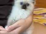 Ragdoll kitten - Ragdoll Kitten For Sale - Auburn&comma; WA&comma; US