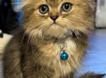 Blankiee the handsome young man - Scottish Straight Kitten For Sale - Phila&comma; PA&comma; US