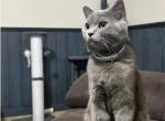 Blue - Scottish Straight Cat For Sale - Philadelphia&comma; PA&comma; US