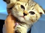 Jimmiee the cutie - Scottish Fold Kitten For Sale - 