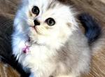 Mini the runner - Scottish Fold Kitten For Sale - Phila&comma; PA&comma; US