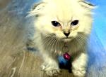 Skiee the Blue eyes girl - Scottish Fold Kitten For Sale - 