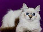 Juliet - Siberian Kitten For Sale - Pembroke Pines&comma; FL&comma; US