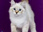 Kleo - Siberian Kitten For Sale - Pembroke Pines&comma; FL&comma; US