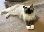 Special Seal Mitted Young Female - Ragdoll Cat For Sale - FL&comma; US