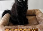 Female Black Polydactyl - Maine Coon Kitten For Sale - 